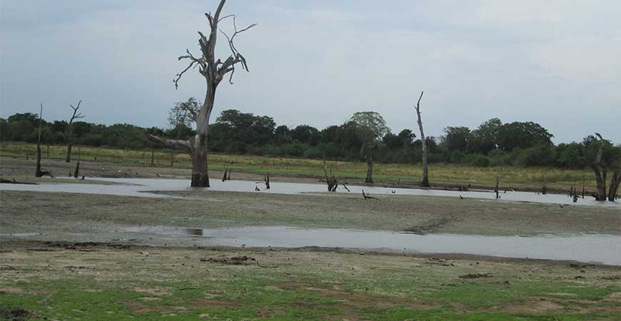 The Climate of Udawalawe National Park