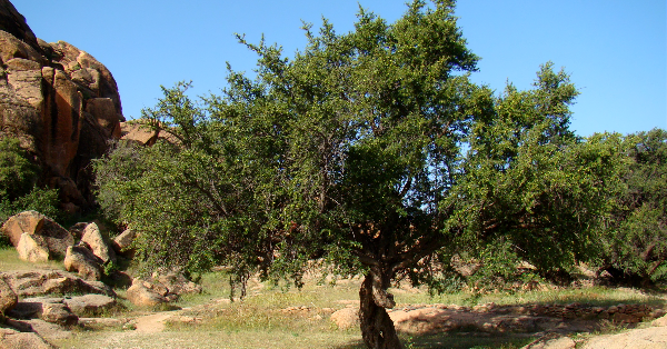 International Day of Argania (Argan Tree)